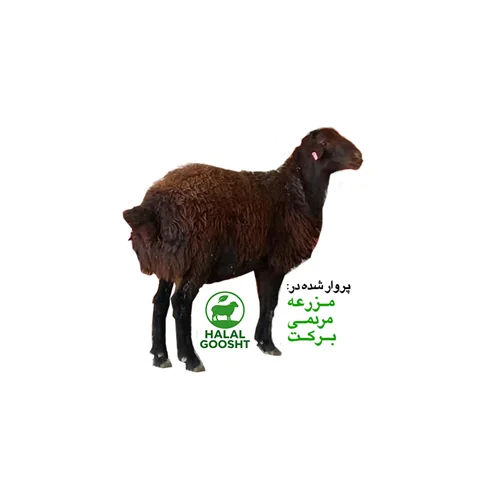 گوسفند زنده 35 کیلوگرمی