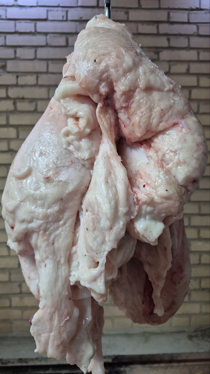 دنبه گوسفندی ۵ کیلویی