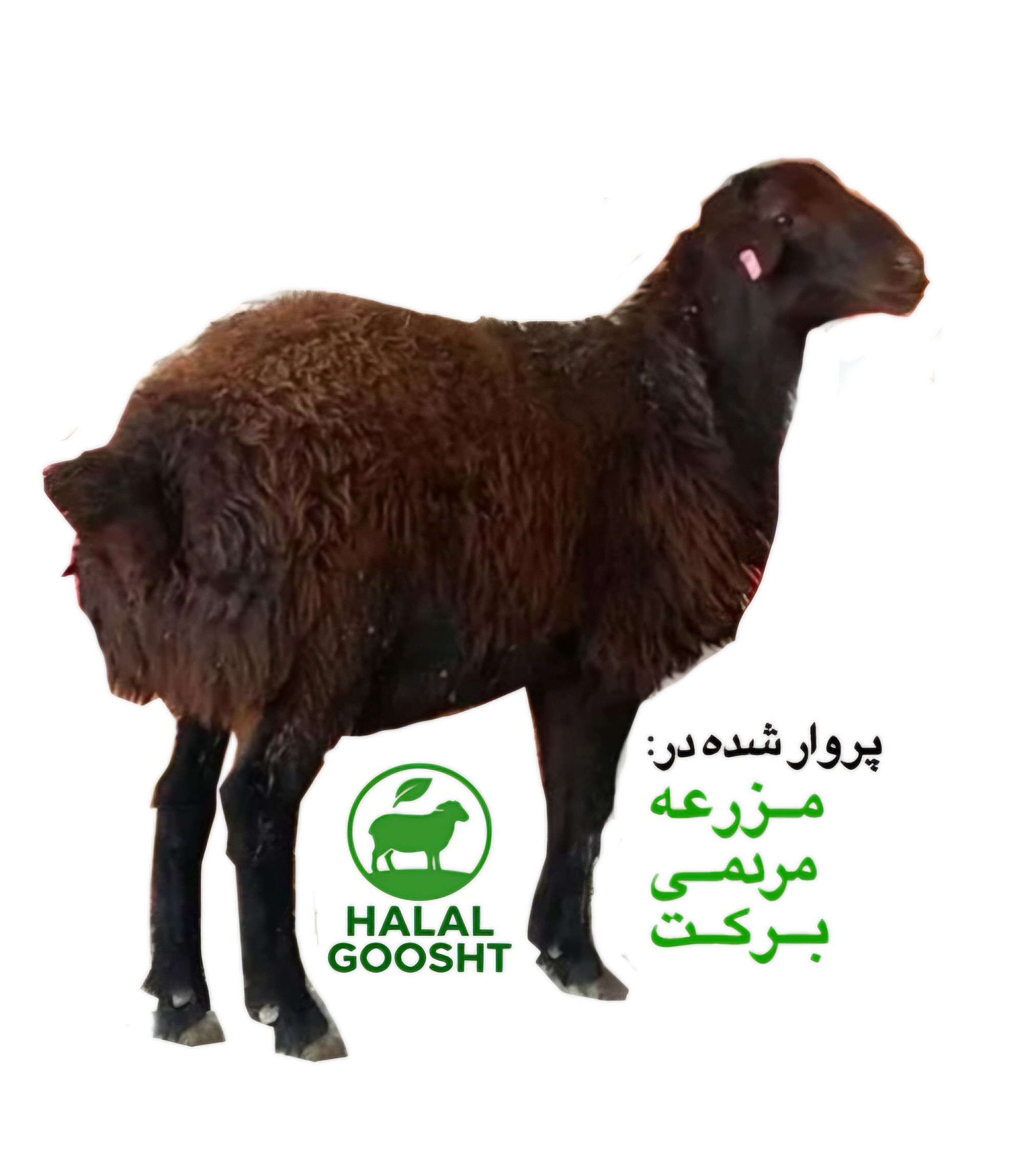 گوسفند زنده